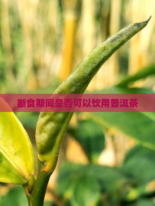 断食期间是否可以饮用普洱茶