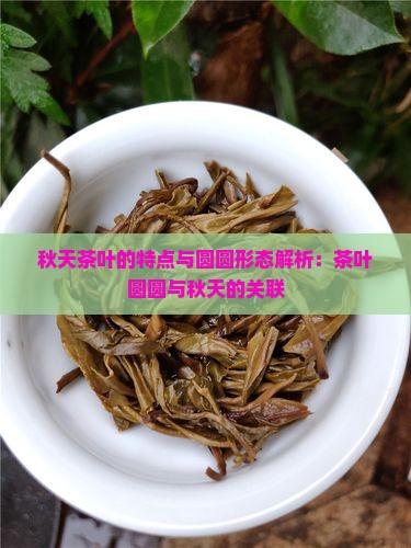 秋天茶叶的特点与圆圆形态解析：茶叶圆圆与秋天的关联