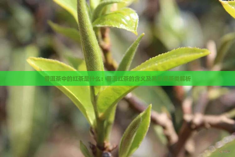 普洱茶中的红茶是什么：普洱红茶的含义及其所属茶类解析