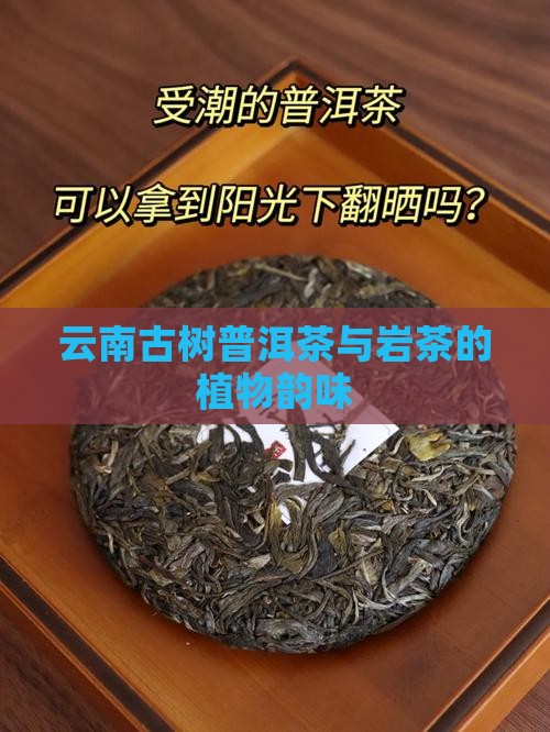 云南古树普洱茶与岩茶的植物韵味