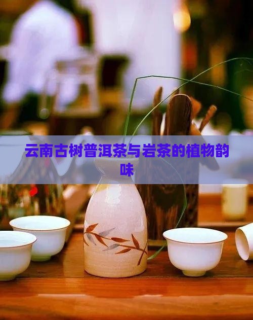 云南古树普洱茶与岩茶的植物韵味