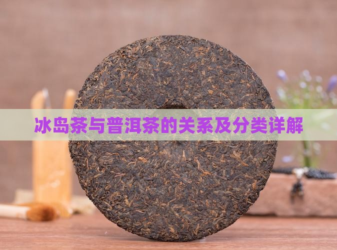 冰岛茶与普洱茶的关系及分类详解