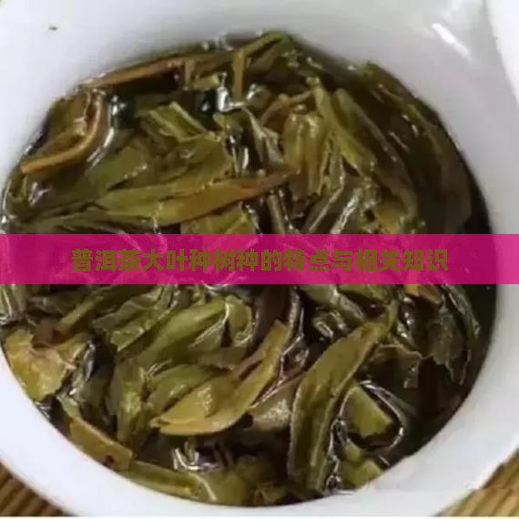 普洱茶大叶种树种的特点与相关知识