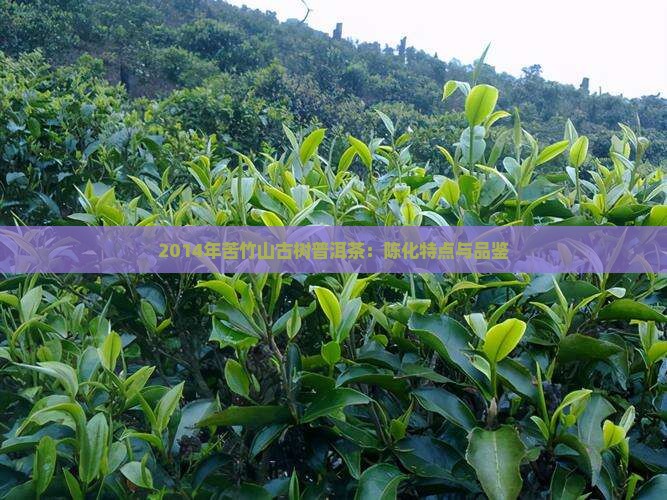 2014年苦竹山古树普洱茶：陈化特点与品鉴