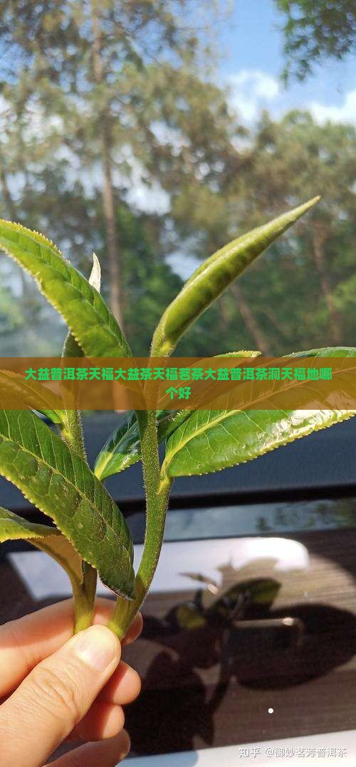 大益普洱茶天福大益茶天福茗茶大益普洱茶洞天福地哪个好
