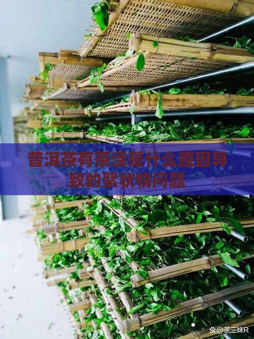 普洱茶有茶渍是什么原因导致的絮状物问题