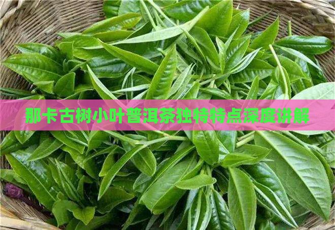 那卡古树小叶普洱茶独特特点深度讲解