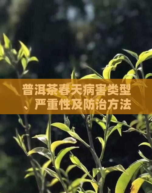 普洱茶春天病害类型、严重性及防治方法概述
