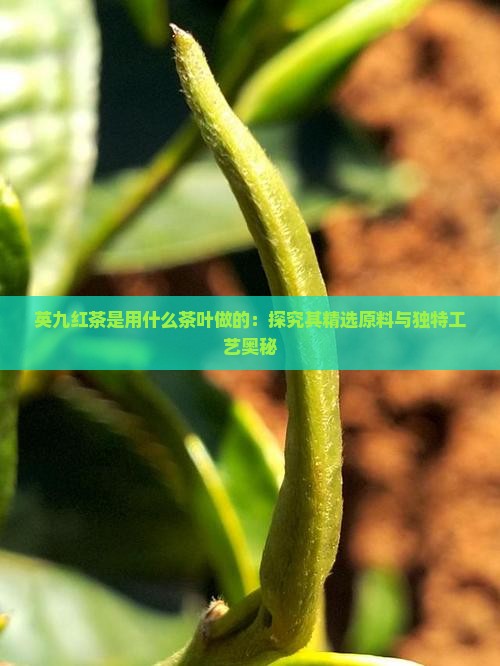 英九红茶是用什么茶叶做的：探究其精选原料与独特工艺奥秘