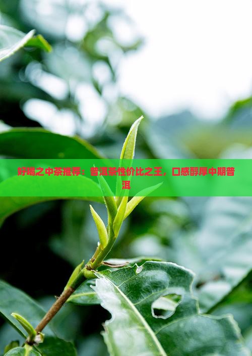 好喝之中茶推荐：普洱茶性价比之王，口感醇厚中期普洱