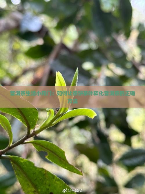普洱茶生活小窍门：如何让茶饼茶叶软化普洱茶的正确方法
