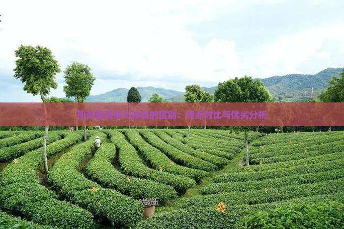 班章普洱茶与冰岛的区别：特点对比与优劣分析