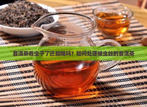 普洱茶着虫子了还能喝吗？如何处理被虫蛀的普洱茶
