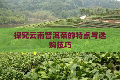 探究云南普洱茶的特点与选购技巧