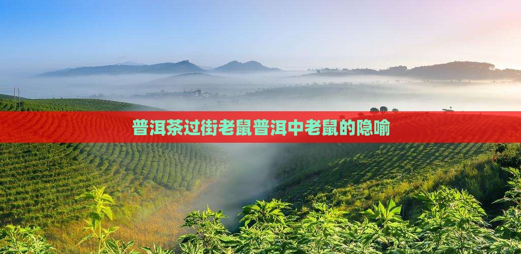 普洱茶过街老鼠普洱中老鼠的隐喻