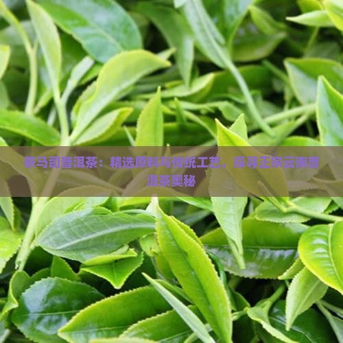 茶马司普洱茶：精选原料与传统工艺，探寻正宗云南普洱茶奥秘