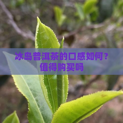 冰岛普洱茶的口感如何？值得购买吗