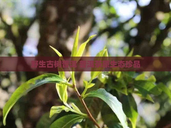 野生古树普洱 普洱茶原生态珍品