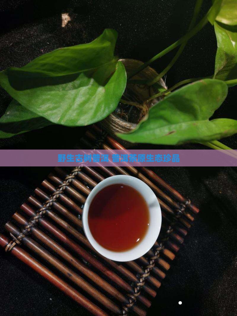 野生古树普洱 普洱茶原生态珍品