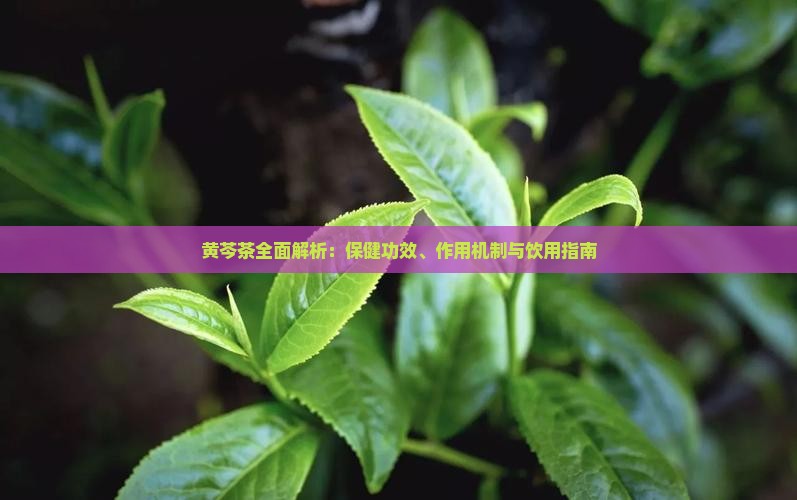 黄芩茶全面解析:保健功效、作用机制与饮用指南 黄芩茶全面解析:保健功效、作用机制与饮用指南