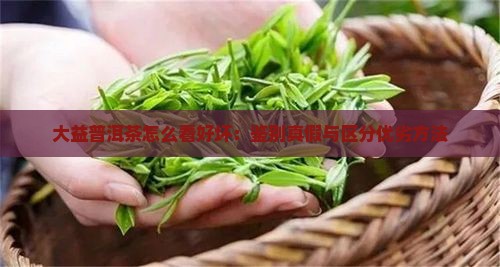大益普洱茶怎么看好坏：鉴别真假与区分优劣方法