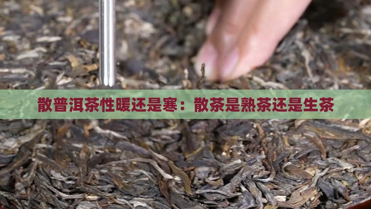 散普洱茶性暖还是寒：散茶是熟茶还是生茶