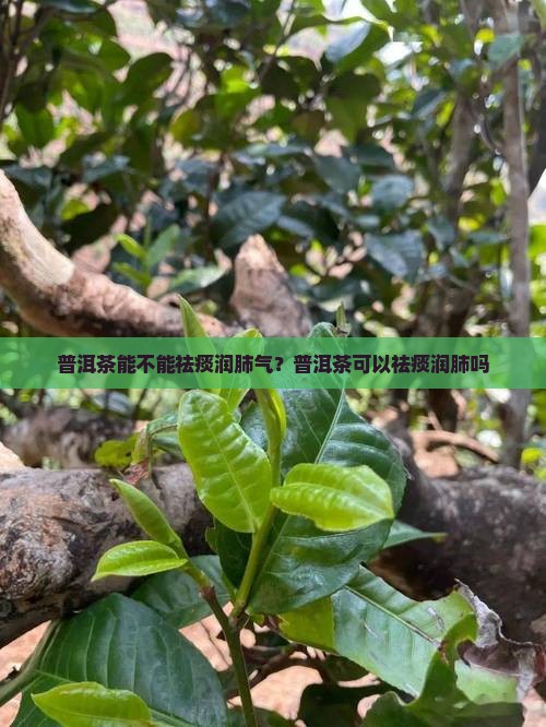 普洱茶能不能祛痰润肺气？普洱茶可以祛痰润肺吗
