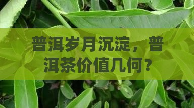 普洱岁月沉淀，普洱茶价值几何？