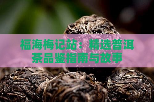 福海梅记站：精选普洱茶品鉴指南与故事