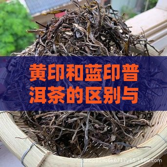 黄印和蓝印普洱茶的区别与优劣分析