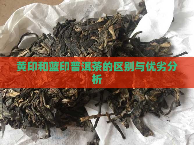 黄印和蓝印普洱茶的区别与优劣分析