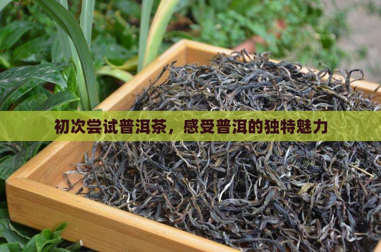 初次尝试普洱茶，感受普洱的独特魅力