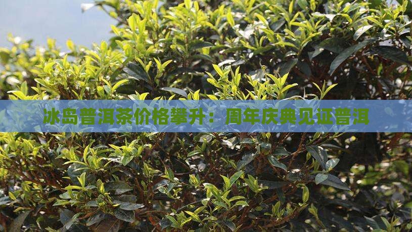 冰岛普洱茶价格攀升：周年庆典见证普洱
