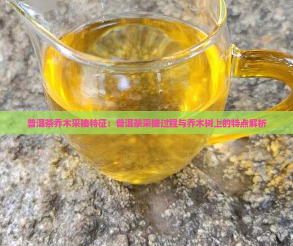 普洱茶乔木采摘特征：普洱茶采摘过程与乔木树上的特点解析