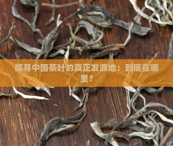 探寻中国茶叶的真正发源地：到底在哪里？