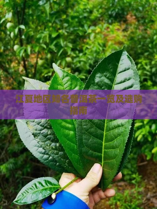 江夏地区知名普洱茶一览及选购指南
