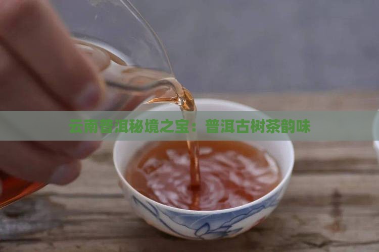 云南普洱秘境之宝：普洱古树茶韵味