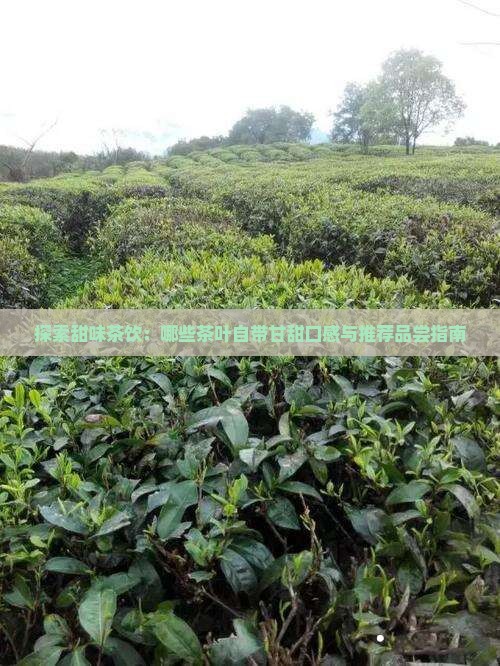 探索甜味茶饮：哪些茶叶自带甘甜口感与推荐品尝指南