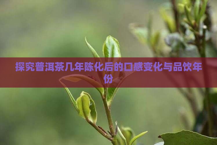 探究普洱茶几年陈化后的口感变化与品饮年份