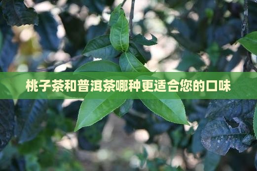桃子茶和普洱茶哪种更适合您的口味