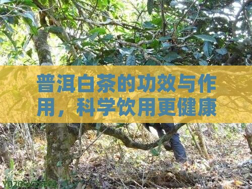 普洱白茶的功效与作用，科学饮用更健康