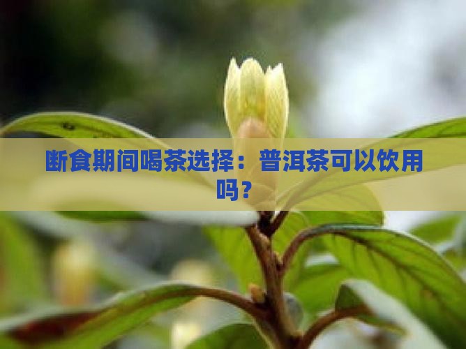 断食期间喝茶选择：普洱茶可以饮用吗？