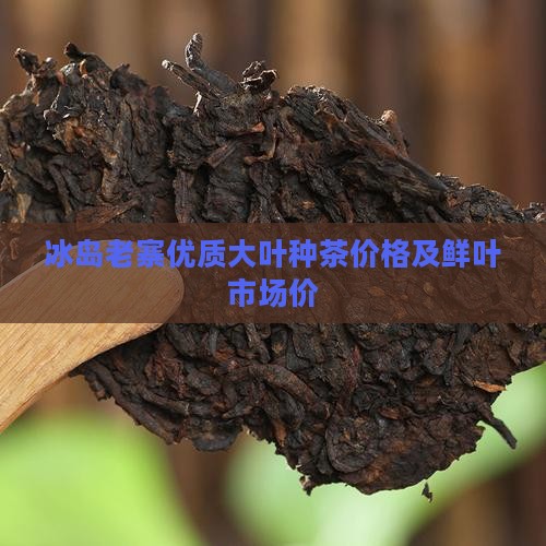 冰岛老寨优质大叶种茶价格及鲜叶市场价