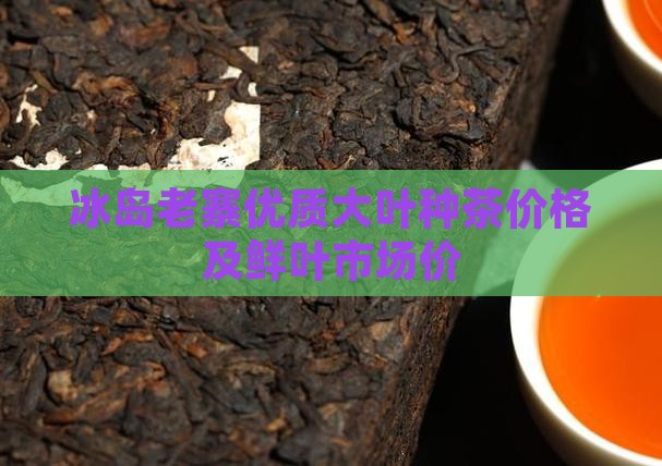 冰岛老寨优质大叶种茶价格及鲜叶市场价
