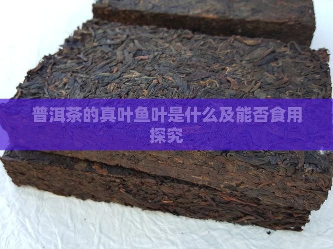 普洱茶的真叶鱼叶是什么及能否食用探究