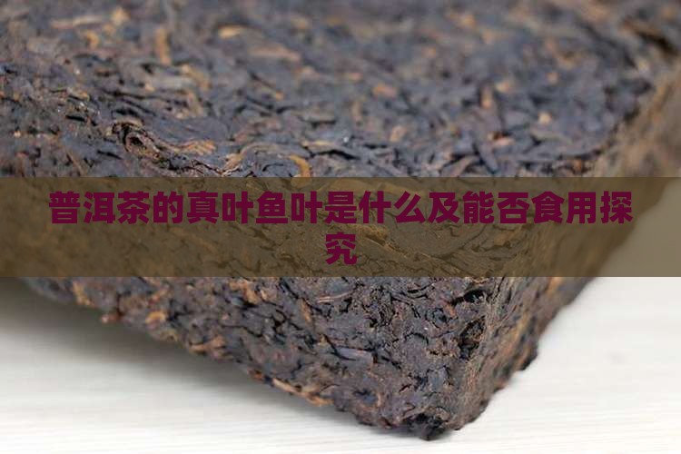 普洱茶的真叶鱼叶是什么及能否食用探究