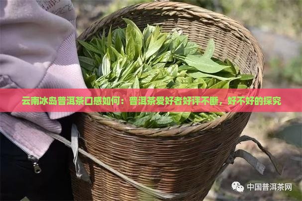 云南冰岛普洱茶口感如何：普洱茶爱好者好评不断，好不好的探究