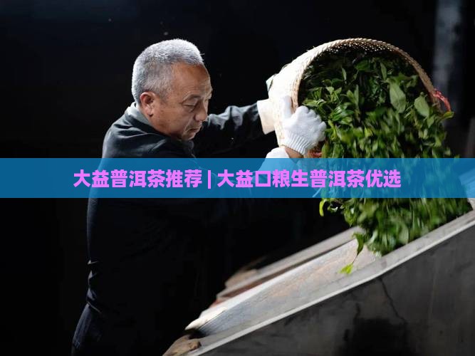 大益普洱茶推荐 | 大益口粮生普洱茶优选