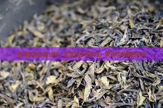 普洱茶的性质分析：是温性还是寒性，及其对健康的影响