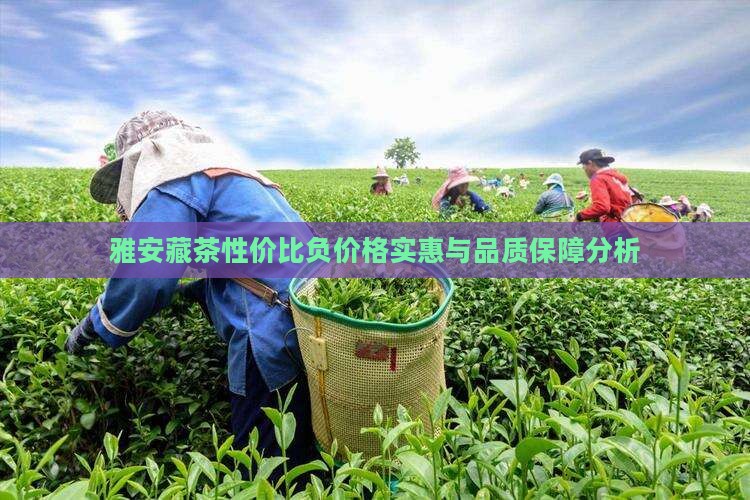 雅安藏茶性价比负价格实惠与品质保障分析